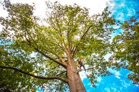 Best Root Management and Removal  in Blackwell, OK